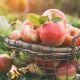 #180 SUN, 11/2/25 APPLE HARVEST DEMONSTRATION 1:00 PM - 3:00 PM BYOB